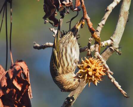 Image of Pine Siskin