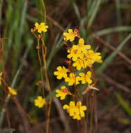 Image of Utricularia chrysantha R. Br.