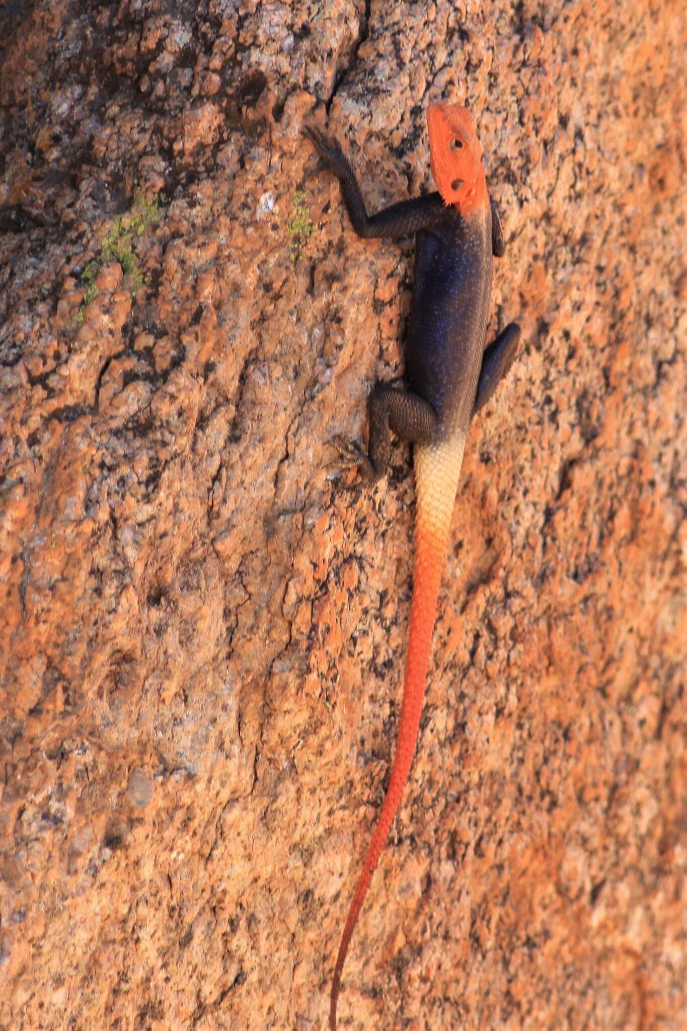 Image of Namib Rock Agama