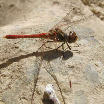 Image of Desert Darter