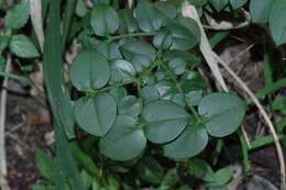 Image of Carissa bispinosa var. acuminata (E. Mey.) Codd