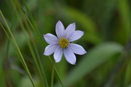 Image of Cosmos diversifolius Otto