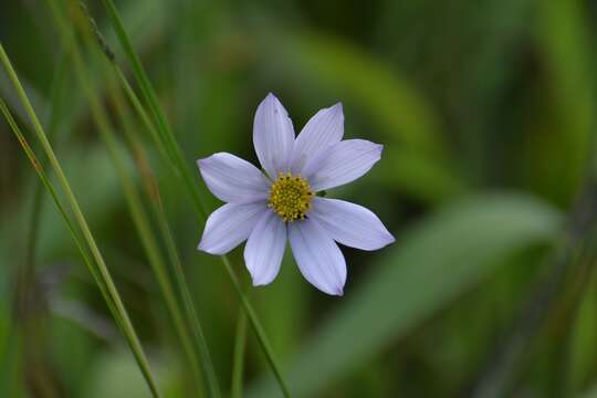 Image of Cosmos diversifolius Otto