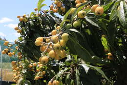 Image of loquat