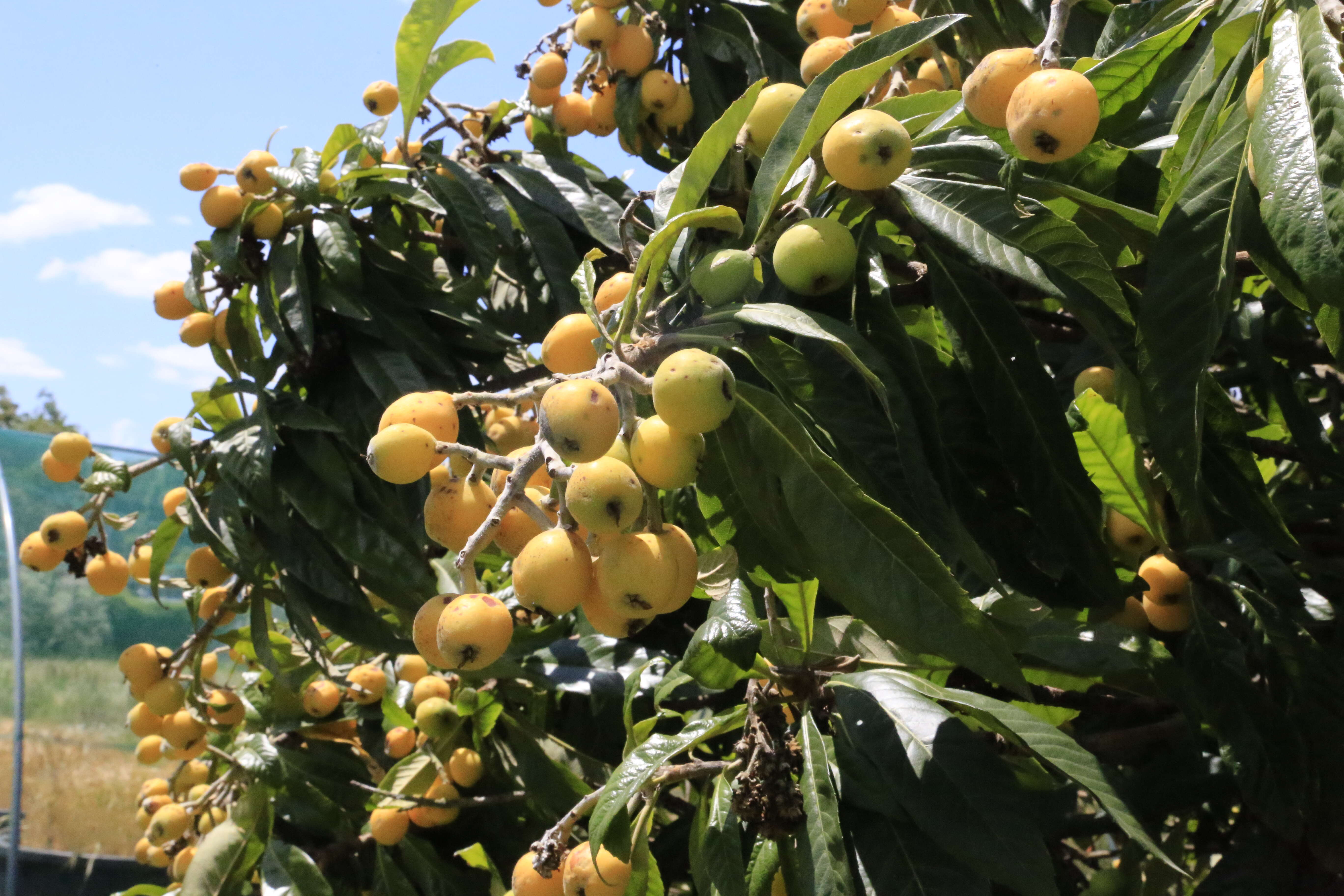 Image of loquat