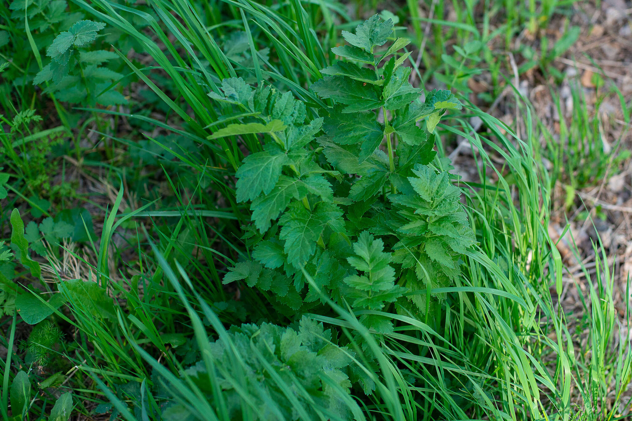 Imagem de Pastinaca sativa subsp. sylvestris (Mill.) Rouy & Camus