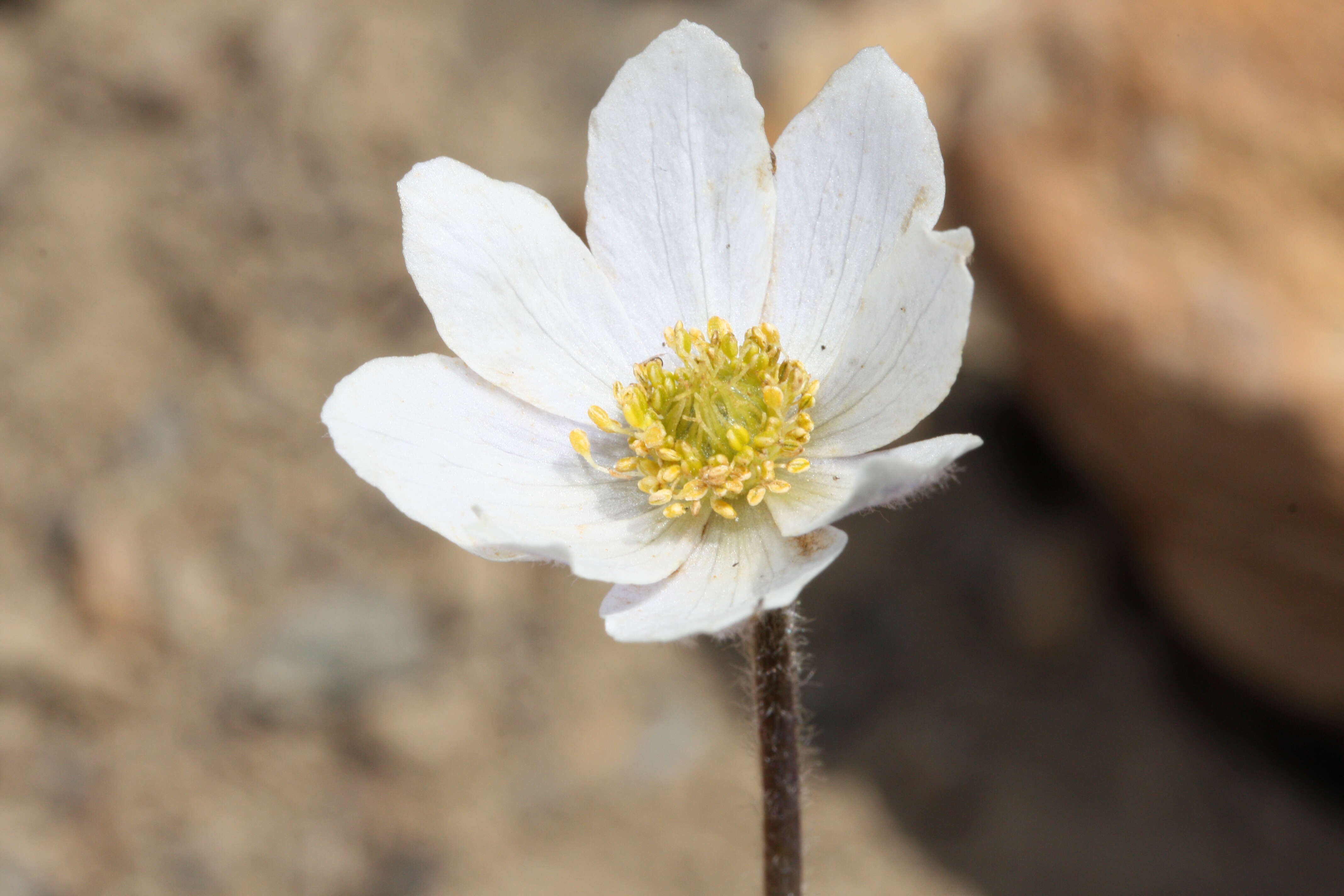 Anemone drummondii S. Wats. resmi