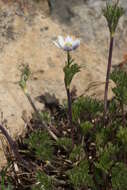 Anemone drummondii S. Wats. resmi