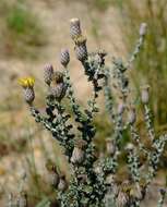 Image of Lachnospermum fasciculatum (Thunb.) Baill.