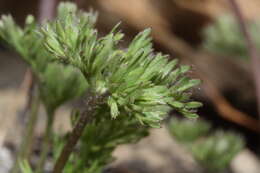 Anemone drummondii S. Wats. resmi