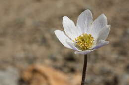 Anemone drummondii S. Wats. resmi