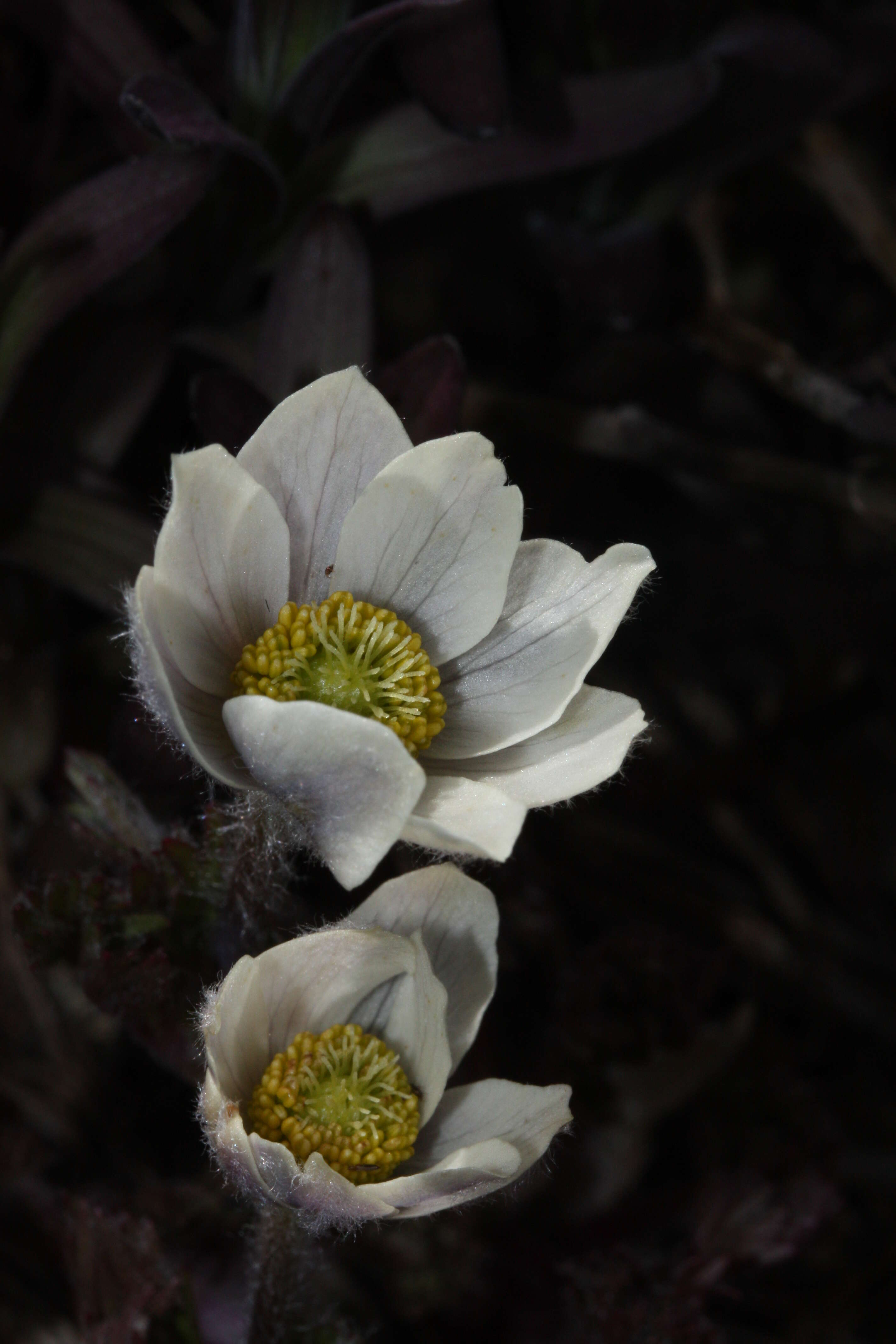 Anemone drummondii S. Wats. resmi