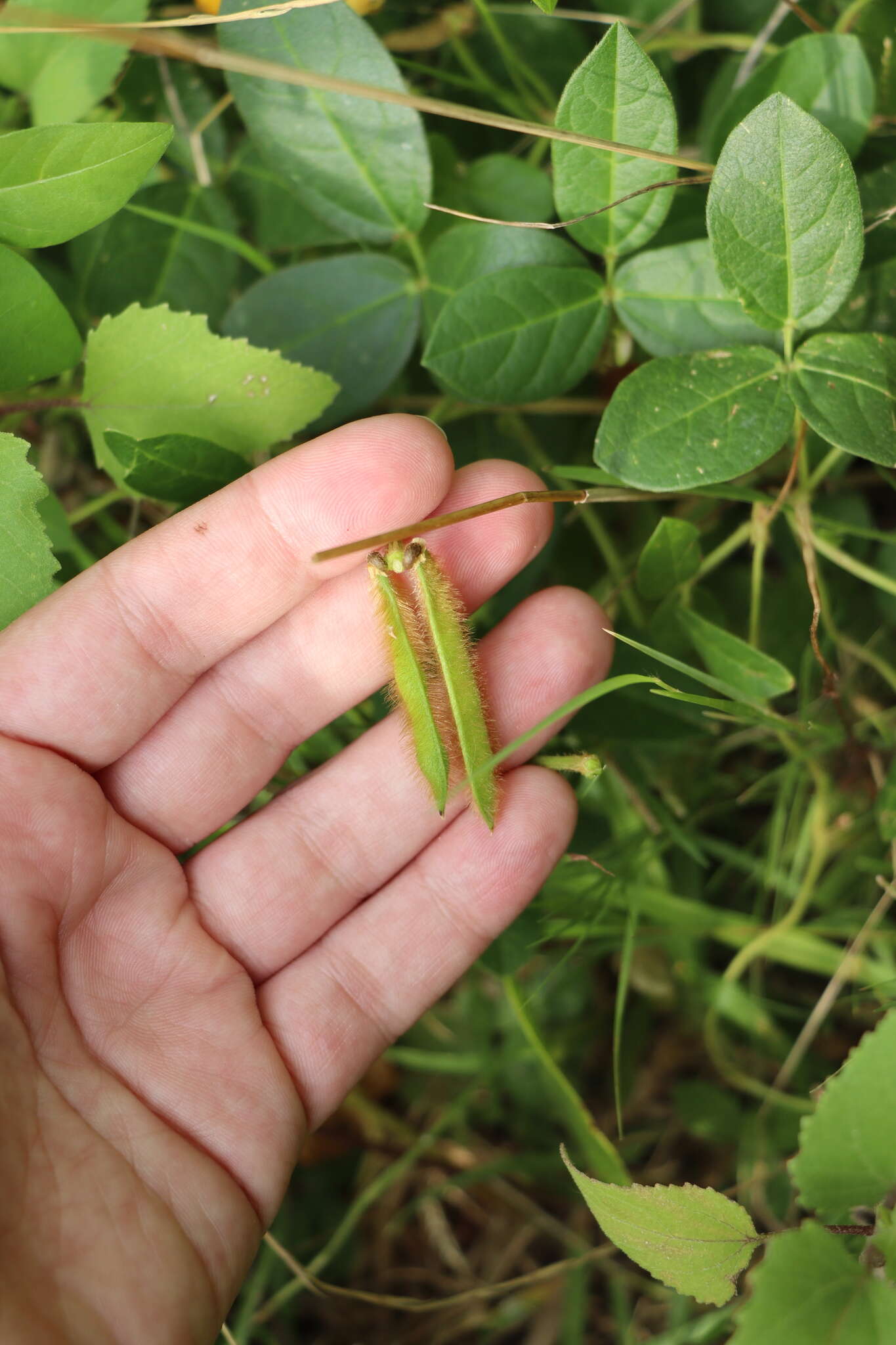 Image of Long-Leaf Cow-Pea