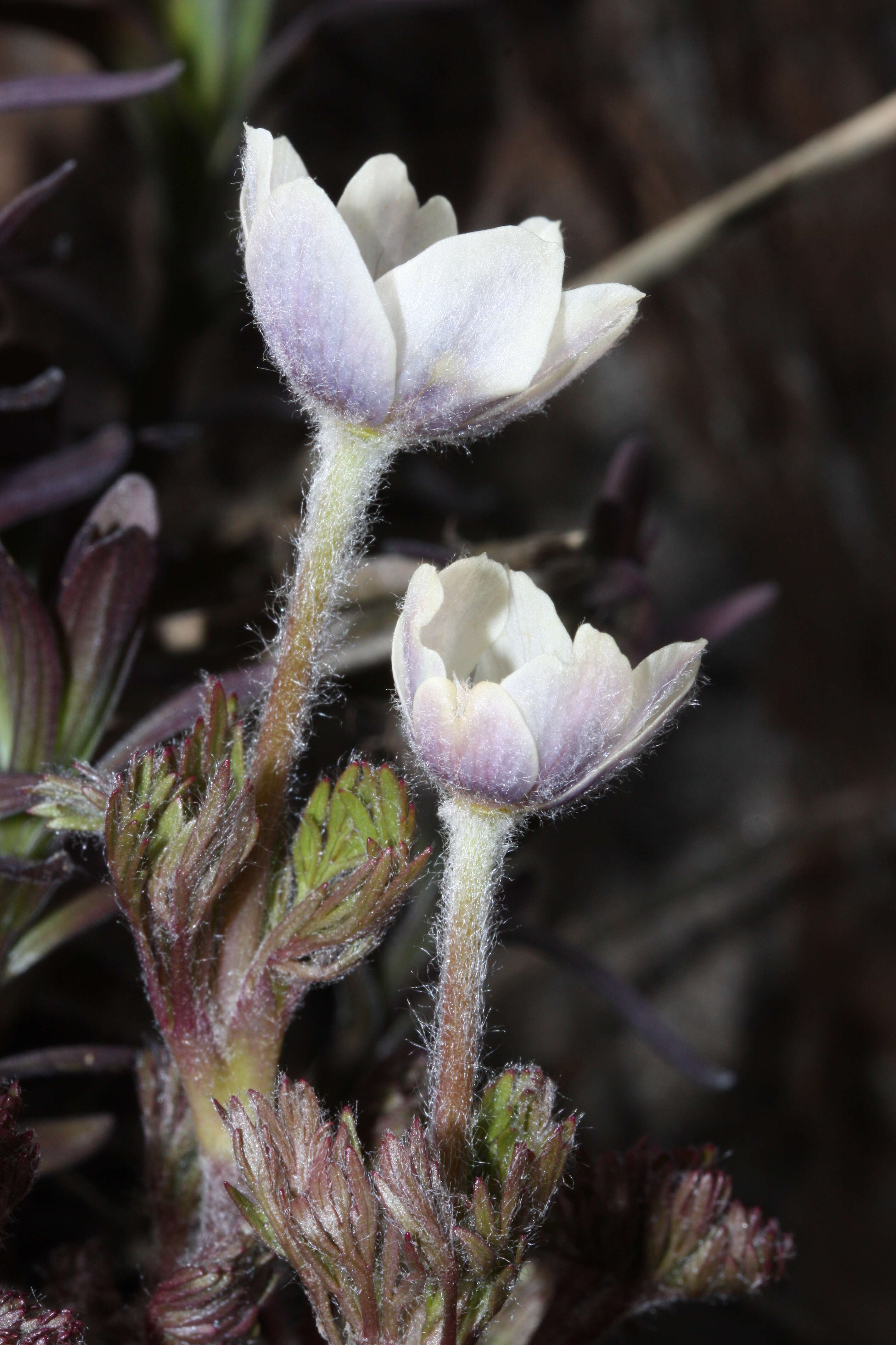 Anemone drummondii S. Wats. resmi