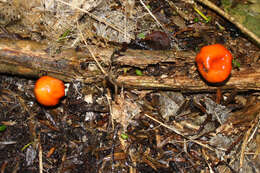 Sivun Leratiomyces erythrocephalus (Tul. & C. Tul.) Beever & D. C. Park 2008 kuva