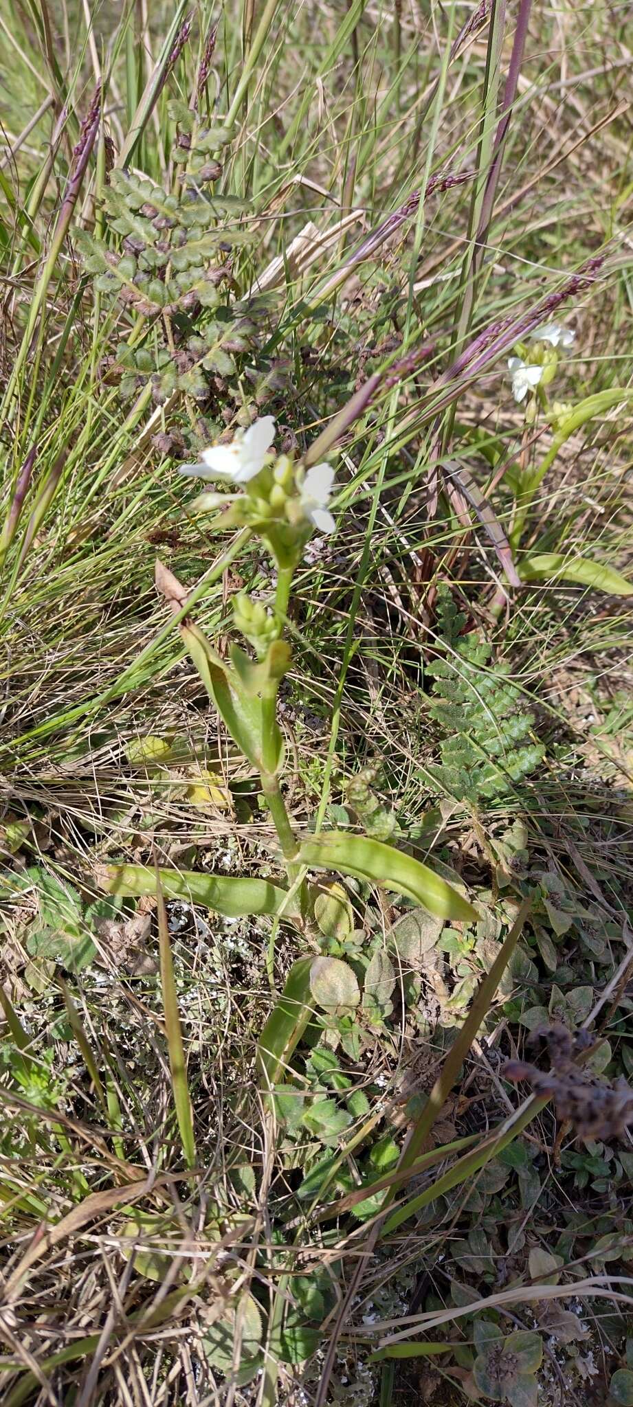 Image of succulent spiderwort