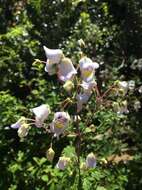 Image of Jovellana punctata Ruiz & Pav.