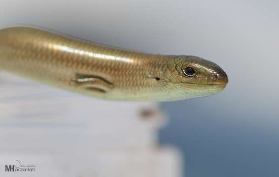 Image of Algerian Three-toed Skink