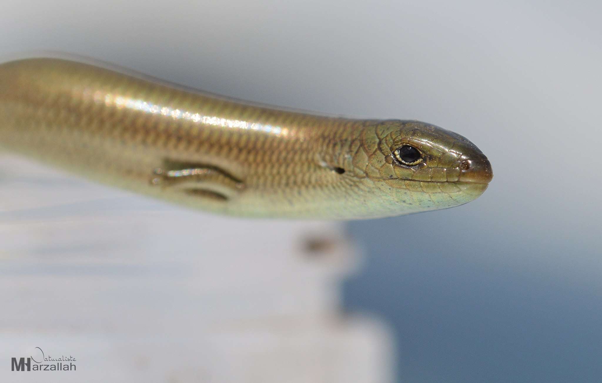 Image of Algerian Three-toed Skink