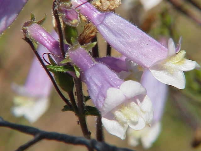 Image of hairy beardtongue