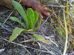 Image of Skiatophytum skiatophytoides (Leistn.) Klak