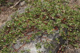 Imagem de Arctostaphylos nevadensis A. Gray