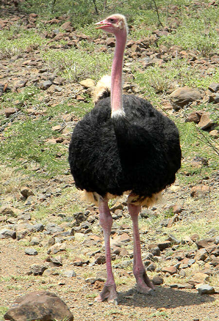 Image of ostriches