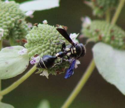 Слика од Zethus spinipes variegatus de Saussure 1852