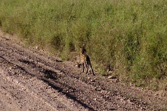 Image of Serval (cat)