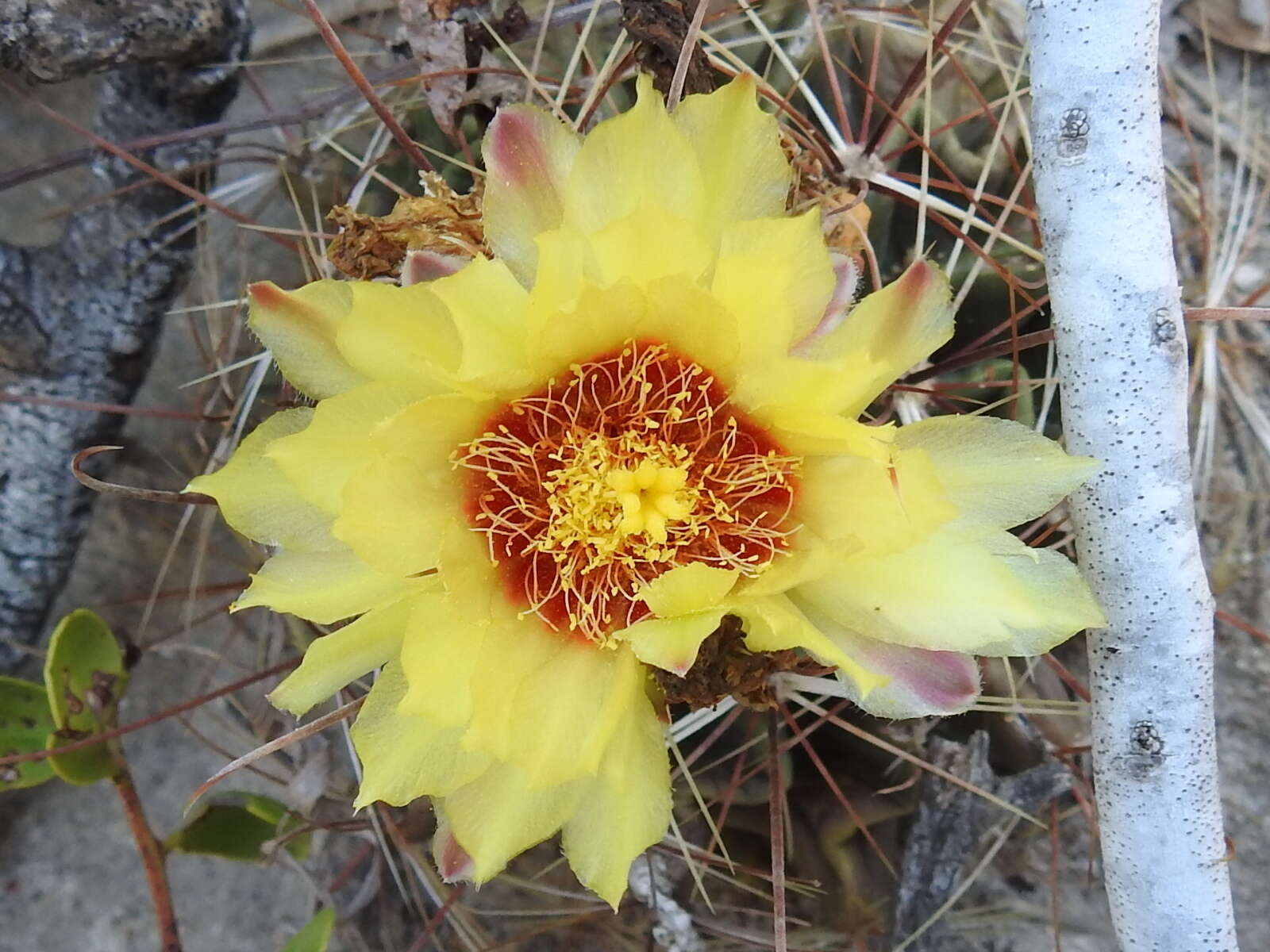 Image of <i>Hamatocactus setispinus</i>