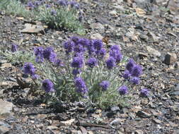 Image of silky phacelia