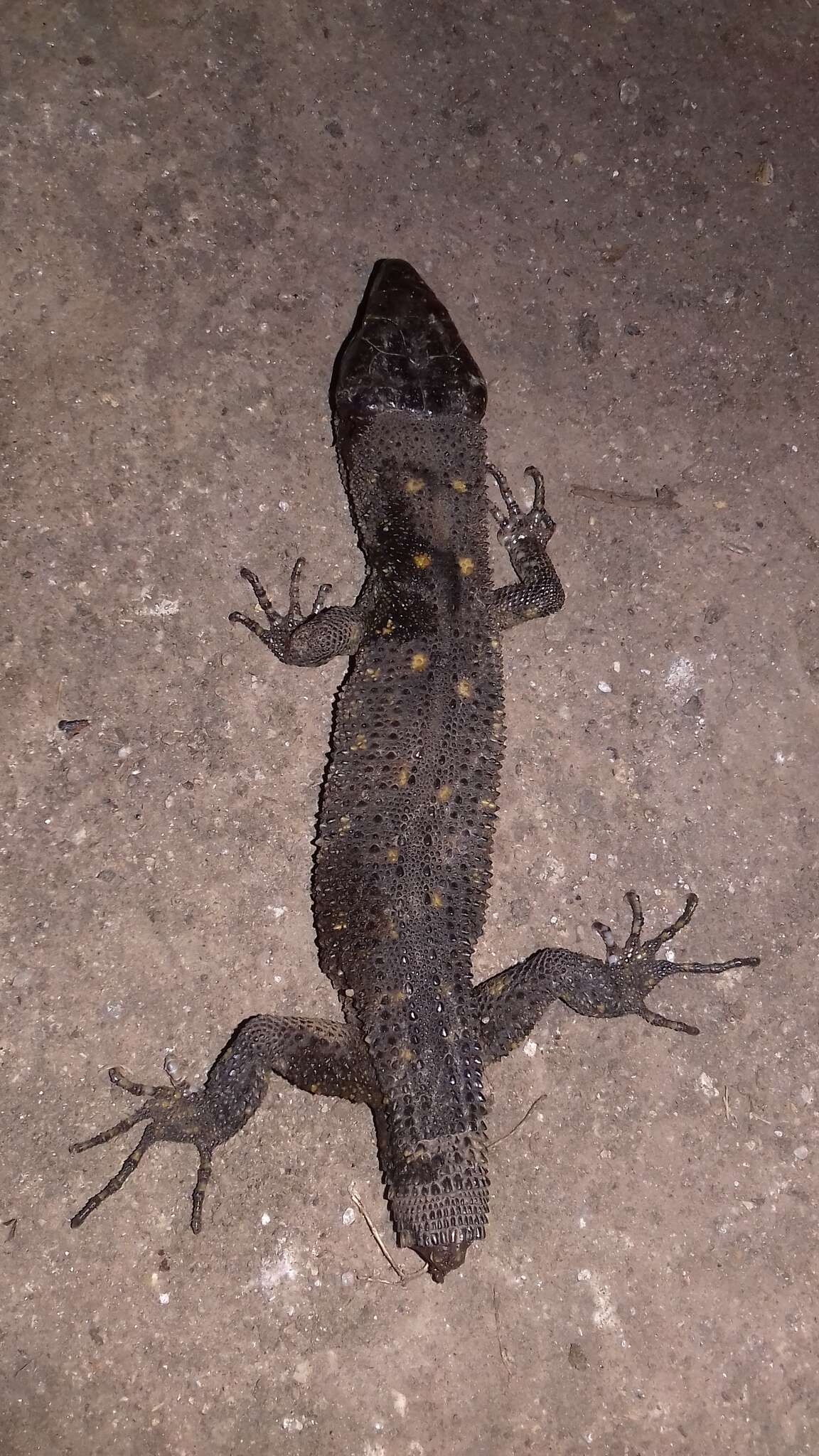 Image of Madrean Tropical Night Lizard