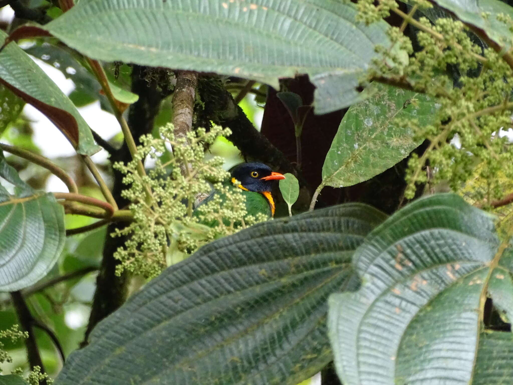 Image of Orange-breasted Fruiteater
