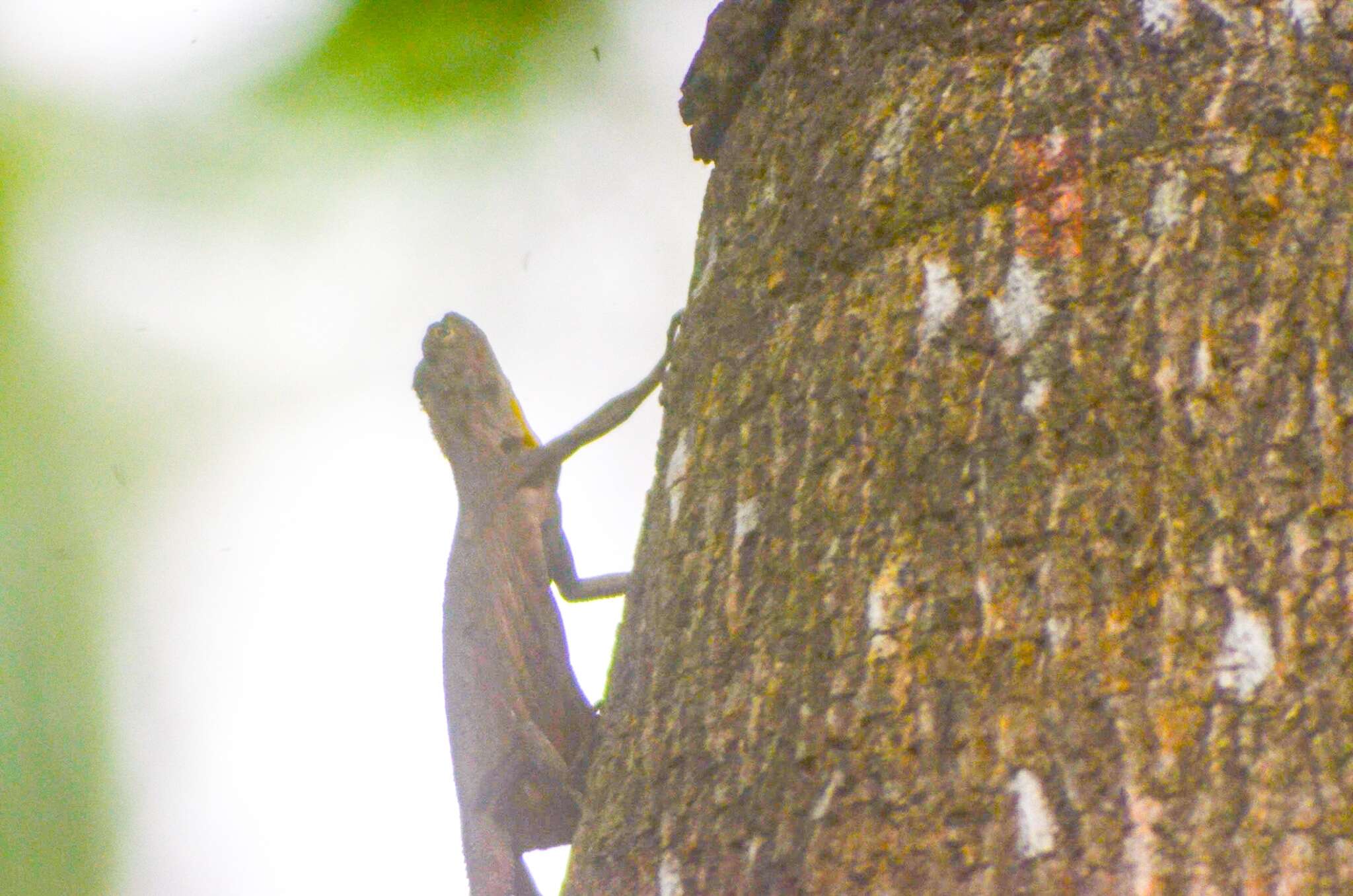 Draco timoriensis Kuhl 1820 resmi