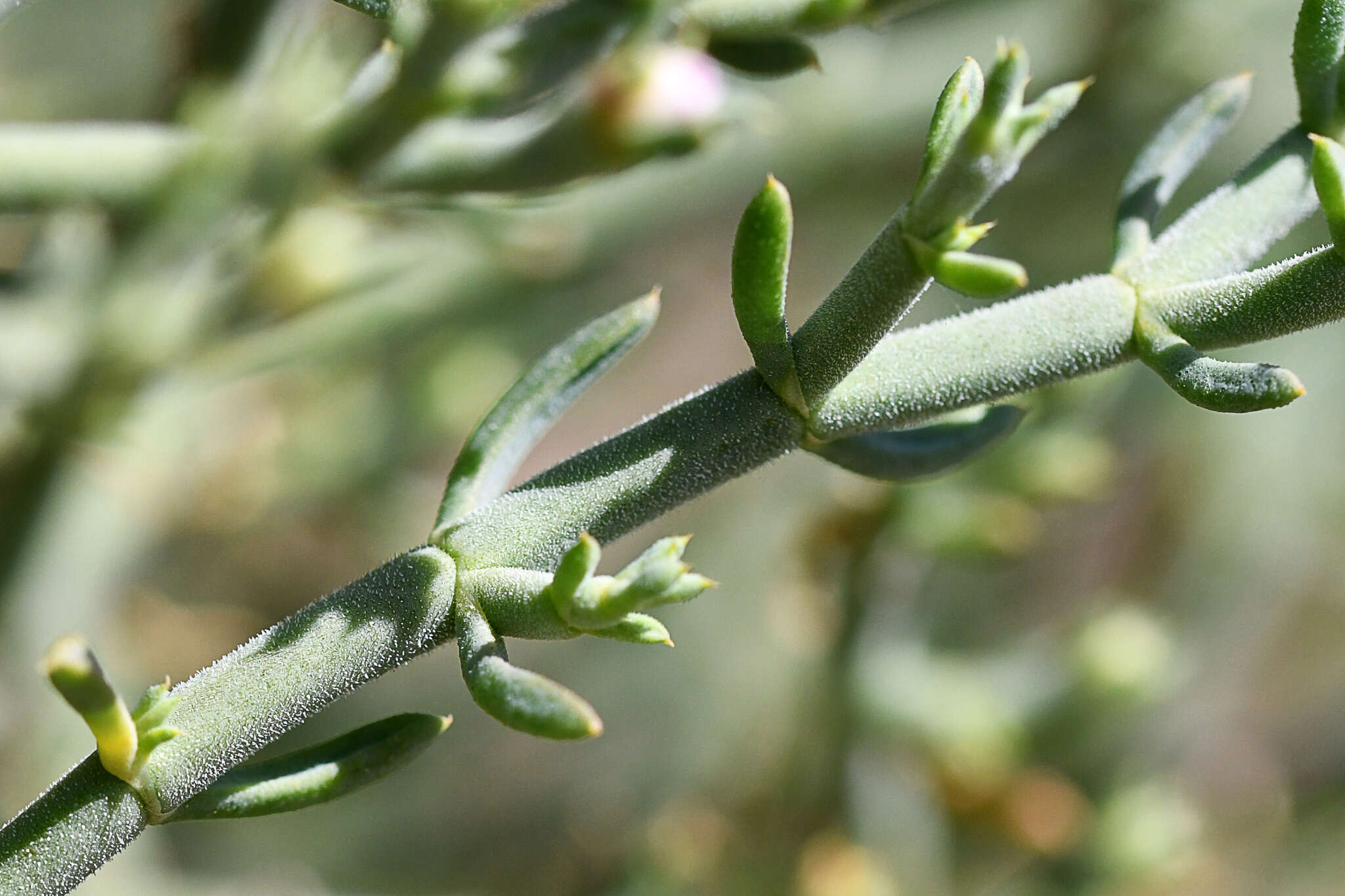 Imagem de Mesembryanthemum articulatum Thunb.