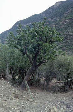 Image of Quiabentia verticillata (Vaupel) Borg