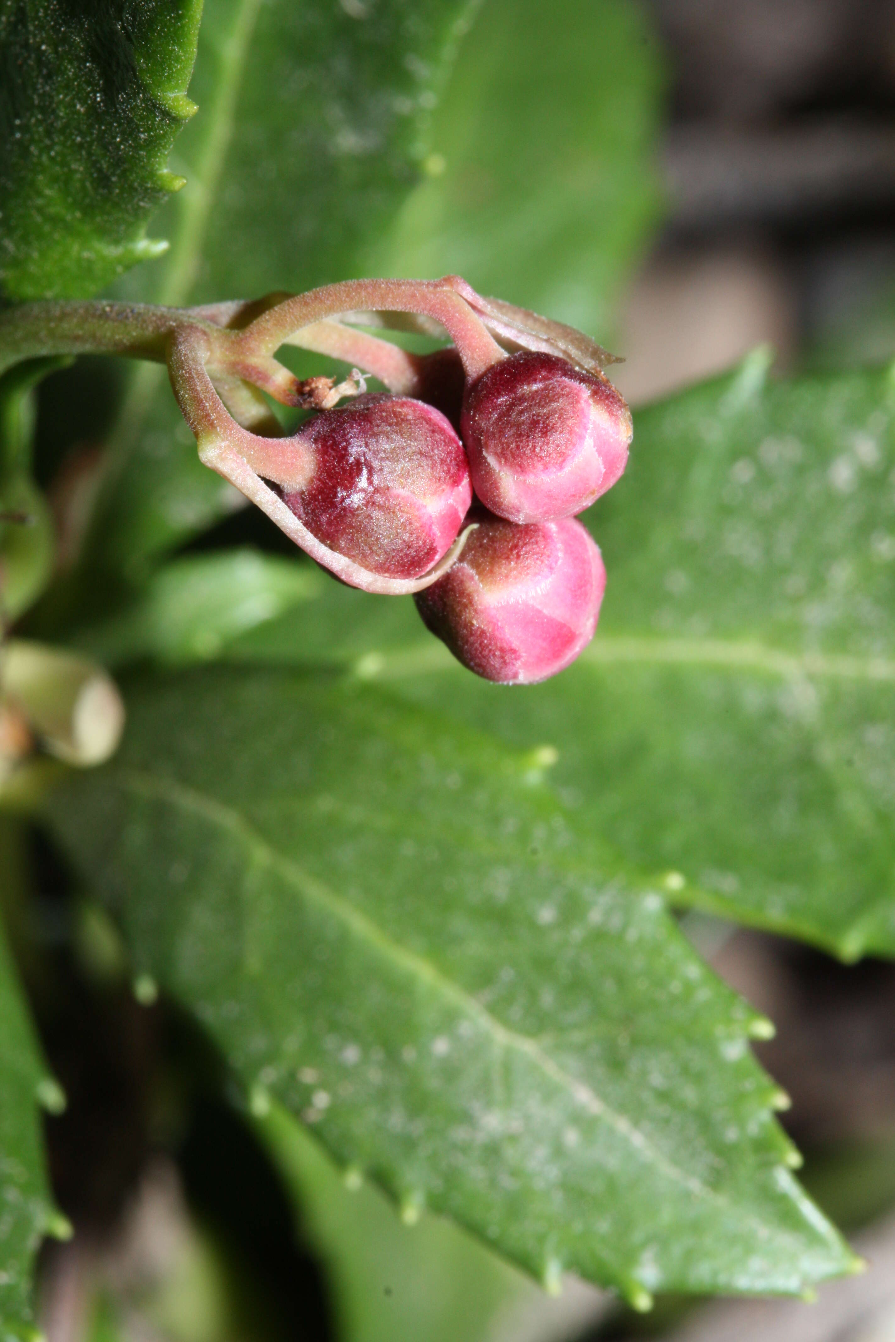 Image of pipsissewa