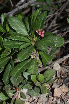 Image of pipsissewa