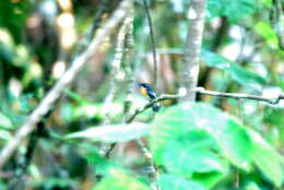 Image of Rufous-chested Flycatcher