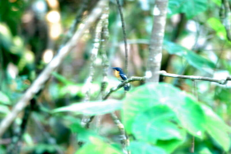 Image of Rufous-chested Flycatcher