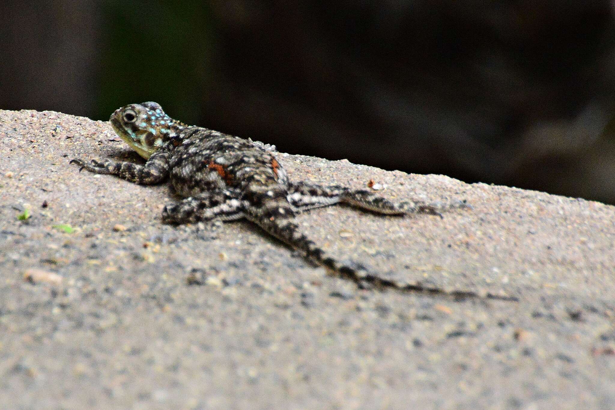 Image of Kenya Rock Agama