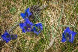 Image of Stemless Gentian