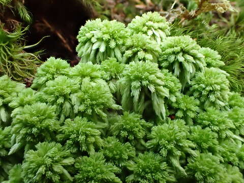 Image de Sphagnum quinquefarium Warnstorf 1886