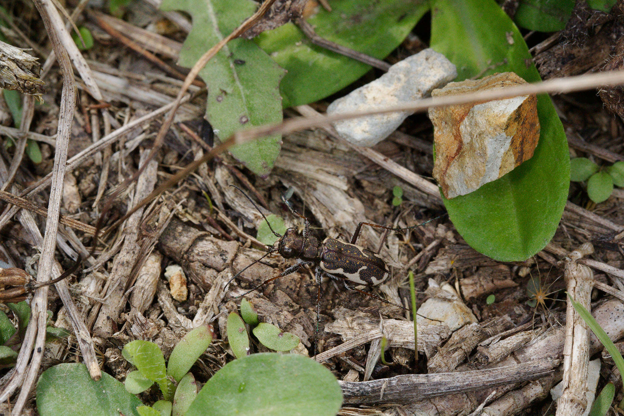 Image of New Zealand common tiger beetle