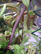 Image of Flask-Shaped Pitcher-Plant