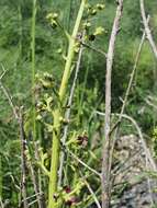 Image of Scrophularia peyronii Post