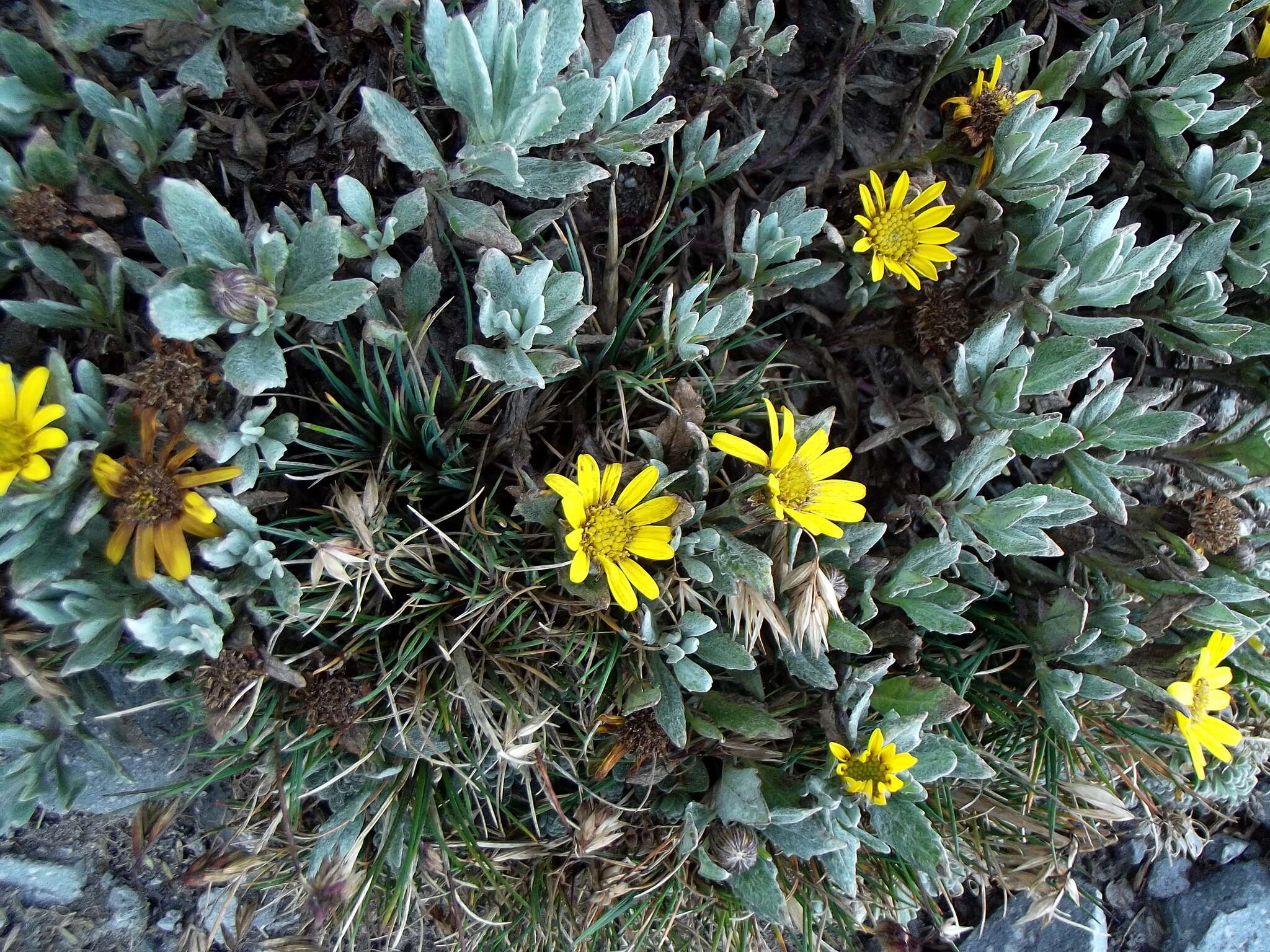 Image of Senecio procumbens Kunth