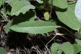 Image of sulphur-flower buckwheat