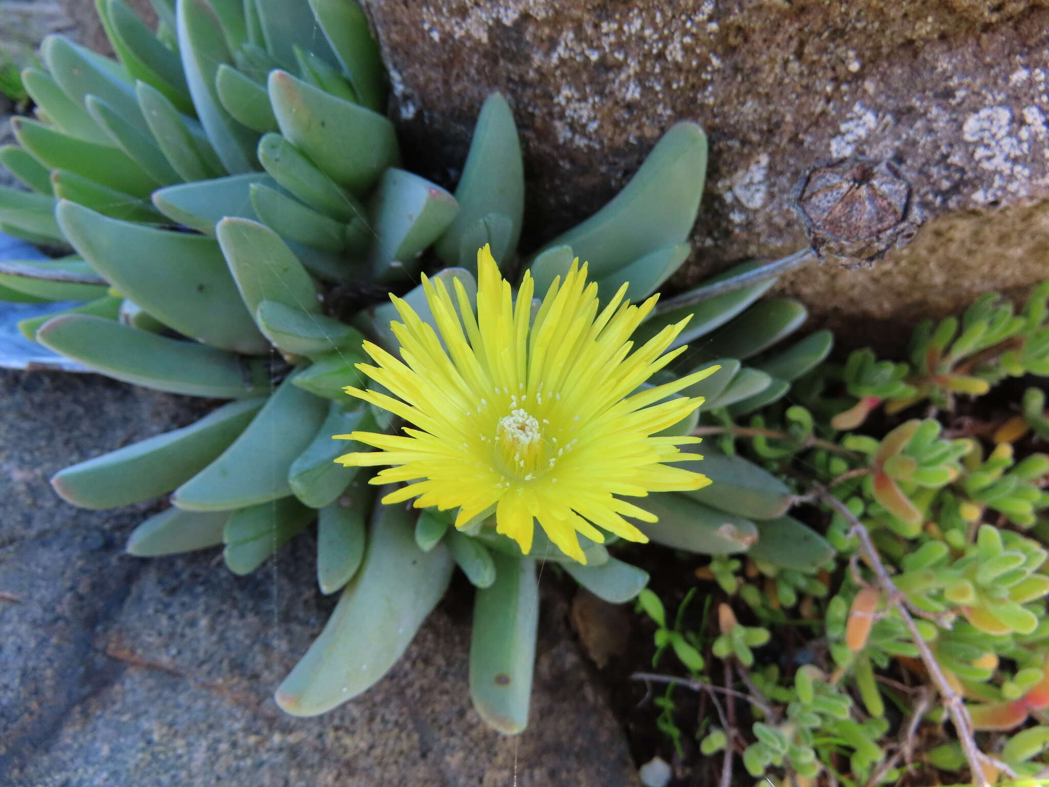 Image of Cheiridopsis rostrata (L.) N. E. Br.