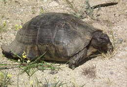 Image of Marginated Tortoise